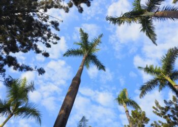 大王椰子沖天砲造型