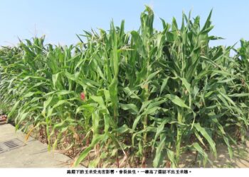 路燈光害惹的禍 玉米農「說不出口的苦」