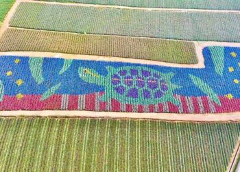 屏東縣185雙層巴士「龜行沿山」系列活動，蛇麼都精采！