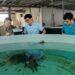 立春魚苗放養黃金期 「預防勝於治療」 動保處呼籲積極管理、防範疾病 創造大豐收