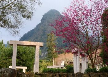 韓國女團TWICE周子瑜也愛的賞櫻祕境 嘉縣梅山太和村寒溪呢