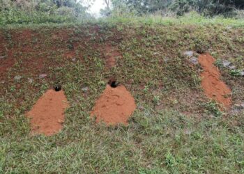 暨南大學內  穿山甲住者有其屋   過馬路提醒駕駛讓路