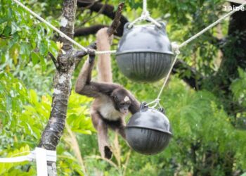 另類塑膠湯圓？海廢浮球變玩具！臺北市立動物園與海保署攜手提升動物福祉