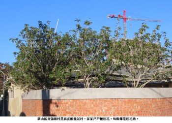 高雄市鼓山區自強新村別有洞天 村內都是桂花巷
