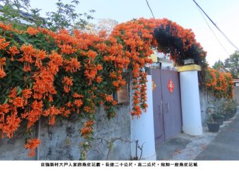 高雄市最美的炮仗花牆在自強新村