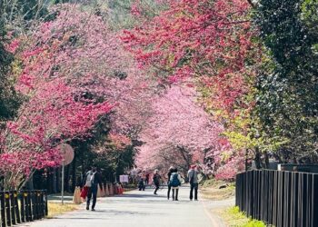 武陵農場交通管制2日止 遊客應把握時間