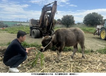 初生之犢勇闖中平玉米田 從此成為村裡的人氣王