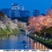東京走春 擁抱櫻海綻放高光時刻 千代田、上野、墨堤三大櫻花祭陸續登場
