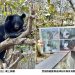 黑熊「波比」與「黑皮」3月慶生  「黑熊奶爸」驚喜現身