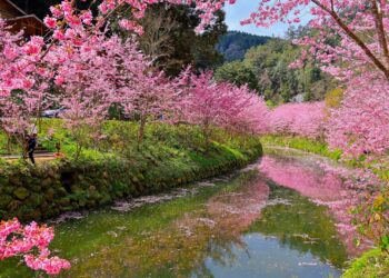 杉林溪櫻花漂亮  水面美景暗藏危機