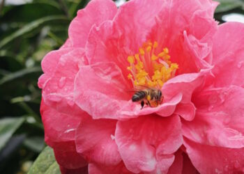 嘉義竹崎三寶山「山茶花之家」 朵朵綻放嬌豔美麗