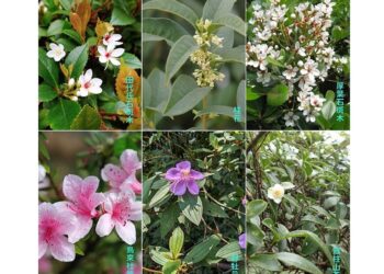 苗栗縣植樹節3/15後龍成功國小舉行        短柱山茶、烏來杜鵑等免費索取