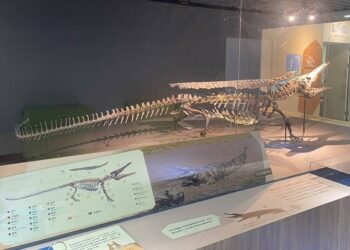 潘氏澎湖鱷即將亮相化石館 陳光復縣長視察籌備進度