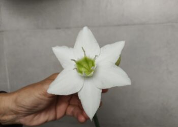 亞馬遜百合   屏東市民宅種植一株  近日開花