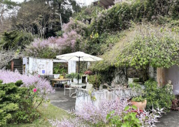 賞花資訊一次看 嘉義瑞里紫藤花祭即將登場