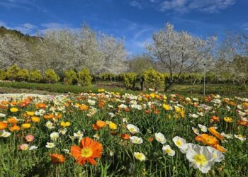 爭奇鬥艷 春意閙  台大梅峰「春之饗宴」15日熱鬧登場