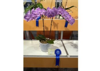 美藝實力驚豔國際 台糖蝴蝶蘭風光奪下蘭展14項殊榮