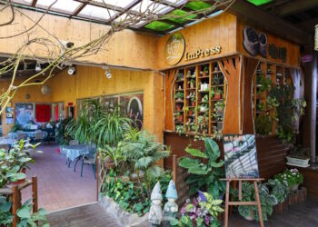 瑞里紫藤花季11家民宿聯合送優惠 「慢遊嘉義」推好康