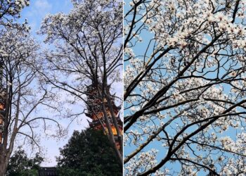 蘇州雙塔白玉蘭盛開          古蹟花韻鋪成陽春煙景