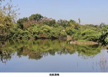 柯武村鳥松濕地公園 拍攝罕見領角鴞