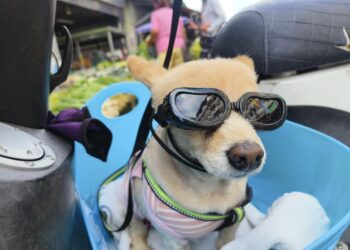 牠白內障  不是耍酷