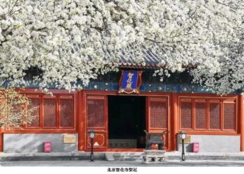 北京賞梨花“天花板”！智化寺花季來到