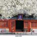 北京賞梨花“天花板”！智化寺花季來到