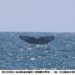 多群大翅鯨現蹤東海岸 海保署籲請民眾友善賞鯨 共同守護海洋嬌客