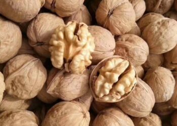 高雄關提醒業者正確申報「紙皮核桃」貨品分類號列  以利通關