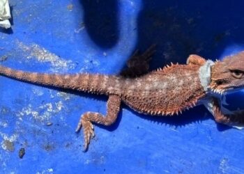 網購要小心  切勿購買非法物品以免觸法受罰