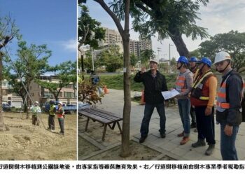 捷運黃線建設行道樹移植計畫  兼顧行車順暢安全與完善樹木遷移撫育