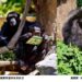 響應世界閱讀日 壽山動物園特製「可食書」讓黑猩猩大展「閱讀」本事