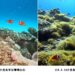 綠島知名潛點小丑島  海洋生態重現生機