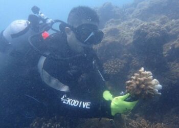 《海洋生物復育措施辦理原則及實施辦法》正式上路　建立制度化復育機制守護臺灣海洋生態