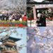 CCTV+:櫻花盛開吸引各地遊客來到華東平湖市
