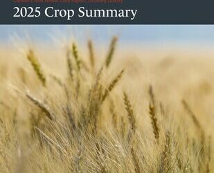 Cereals Canada 發佈《2025 年全新小麥農作物報告》(2025 New Wheat Crop Report)