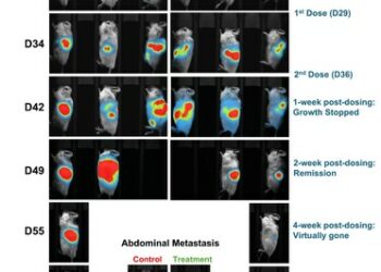 Lunai Bioworks 在臨床前人源化模型內,實現原發性和轉移性胰臟腫瘤的完全消退,標誌為同種異體癌症免疫療法的突破