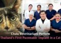 朱拉隆功大學獸醫團隊完成泰國首例貓咪心臟起搏器植入手術