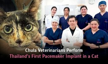 朱拉隆功大學獸醫團隊完成泰國首例貓咪心臟起搏器植入手術