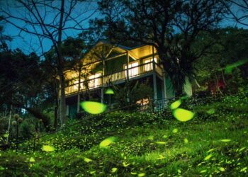 慢遊嘉義瑞里 春季紫藤花與螢火蟲交織山城魅力