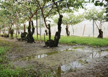 連日豪雨屏東農損逾1億元 周春米縣長盼盡速公告救助標準