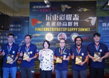 「孔雀魚高峰會」屏東盛大登場 首創樂齡蓋斑鬥魚賽事 全球八國高手齊聚爭艷