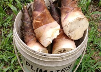 雨後初晴搶鮮採　大象音樂農場甜龍筍搶手熱銷一空