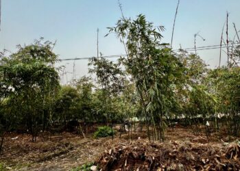 廢竹焚燒被罰引竹農不滿，立委鍾佳濱與三位議員共提循環再利用解方