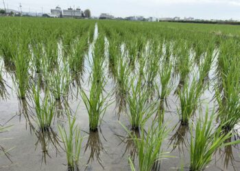 葉稻熱病現蹤跡，嘉義縣府呼籲農友加強巡田與防治