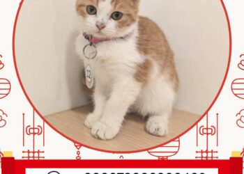 「喵星人命定配對」爆棚！5天湧5,660人登記　中籤率僅0.65%